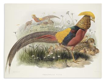 ELLIOT, DANIEL GIRAUD. Thaumalea Picta (Golden Pheasant) * Ceriornis Satyra (Horned Tragopan).
